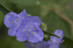 Zigzag spiderwort